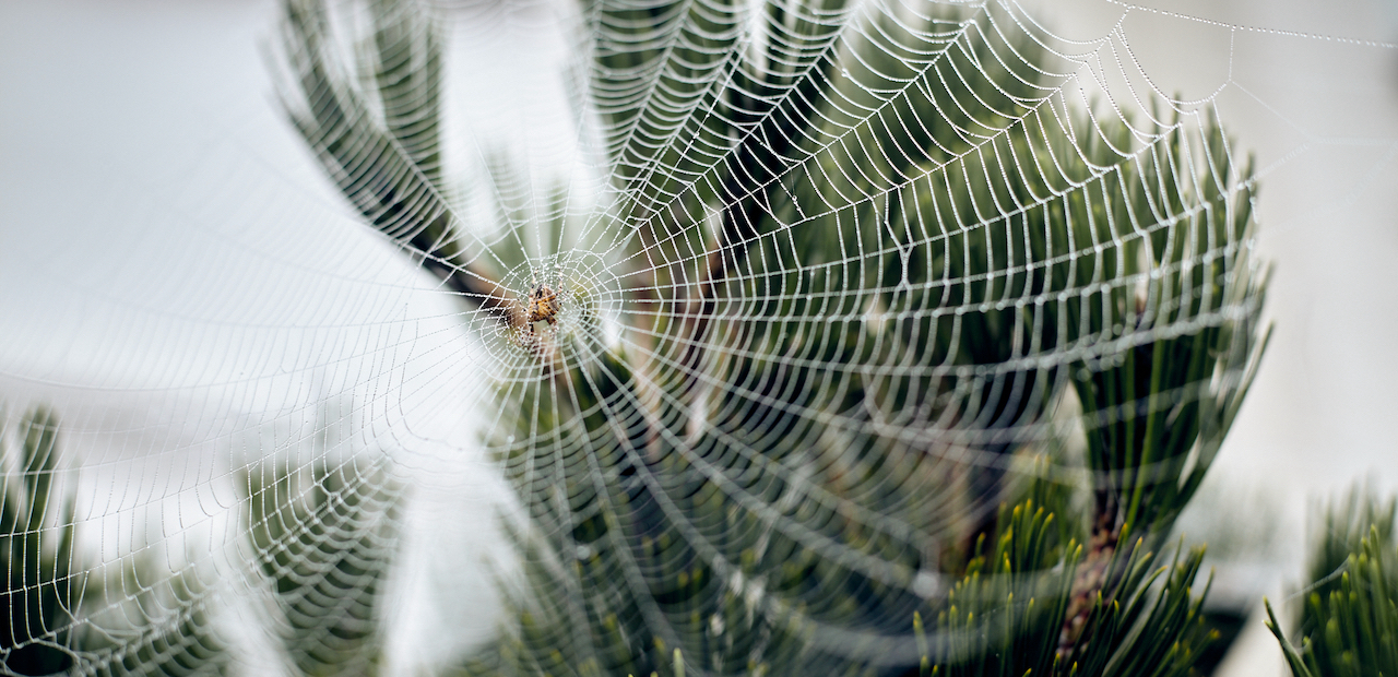 A spider in the centre of its web, covered in morning dew
